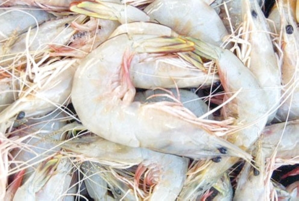 حملات توعوية للصيادين الحرفيين حول صيد الروبيان