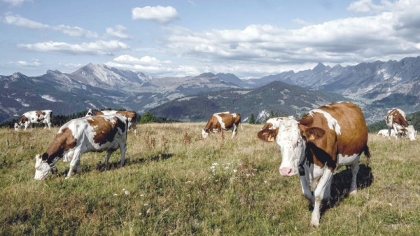 Dry summer puts squeeze on French Alps cheese