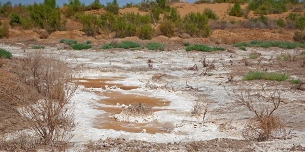 Success of reclamation trials of saline-sodic soils in Oman reported