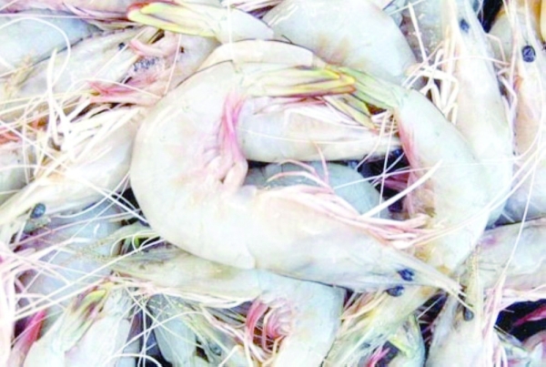 3-months-long shrimp fishing season begins on Sep 1