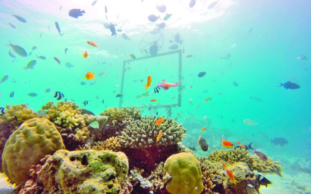 تواصل عمليات استزراع المرجان بقريات