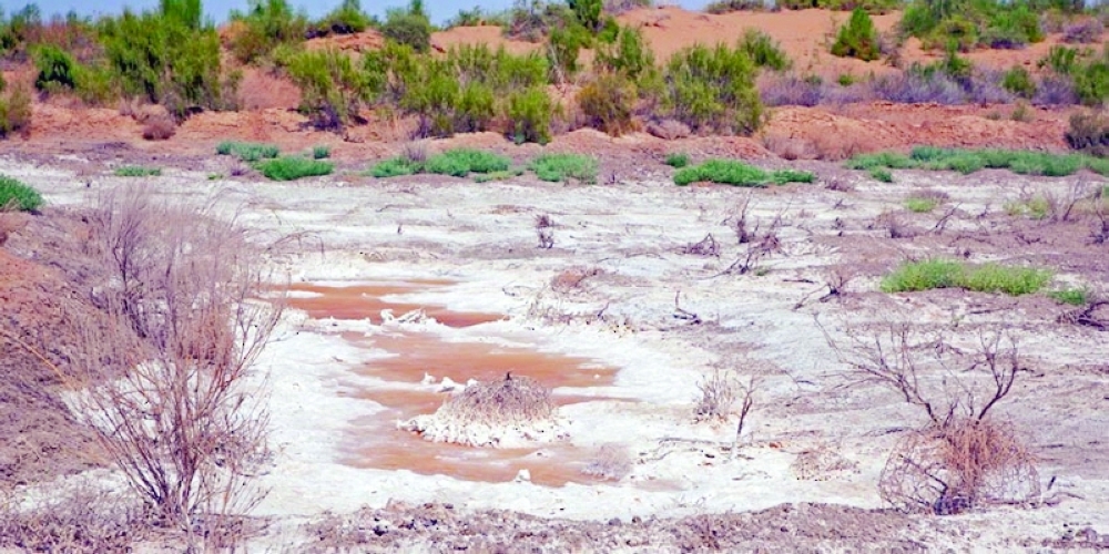 سلطنة عمان تنجح في استحداث أسمدة خاصة لمعالجة ملوحة التربة