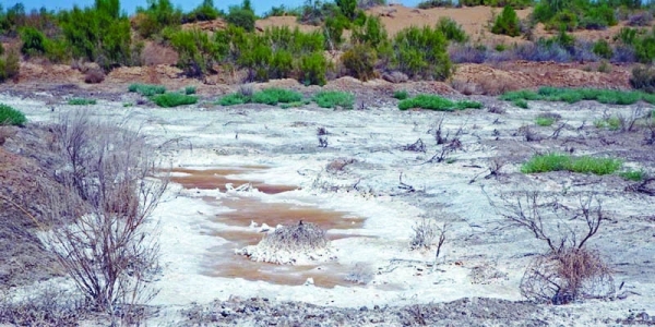 Study finds solution to make saline-sodic soil fit for farming