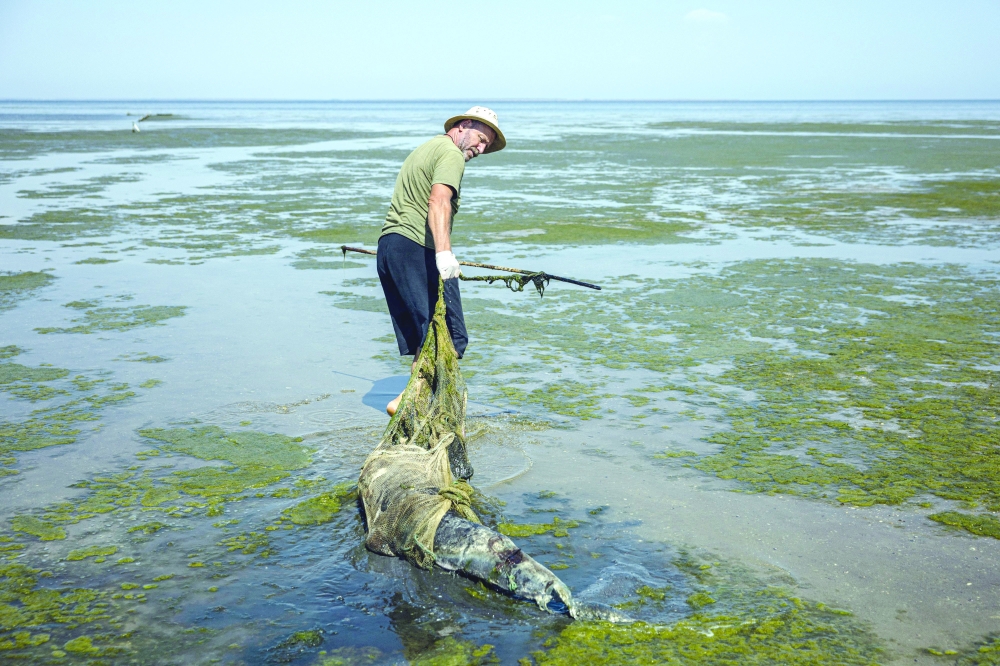 الحرب الروسية على أوكرانيا تلقي بظلالها على أعداد الدلافين في البحر الأسود