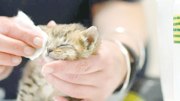 UK cost of living crisis sees surge in pet abandonments: charity