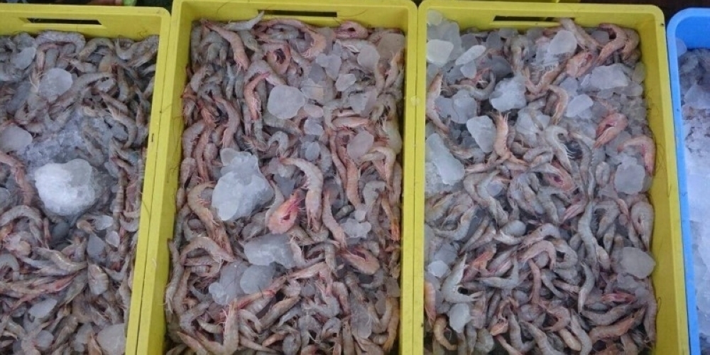 غدًا.. بدء موسم صيد الروبيان على طول سواحل سلطنة عُمان