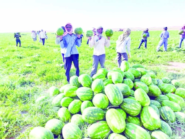 Fruit trees, crops thrive in Al Najd Agricultural Zone