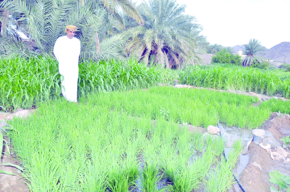 مزارع ينجح في زراعة الأرز بعبري