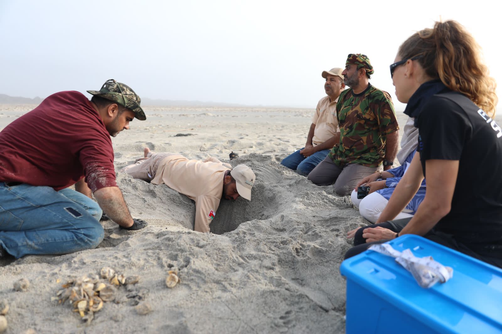 دراسة نجاح أعشاش السلاحف في جزيرة مصيرة