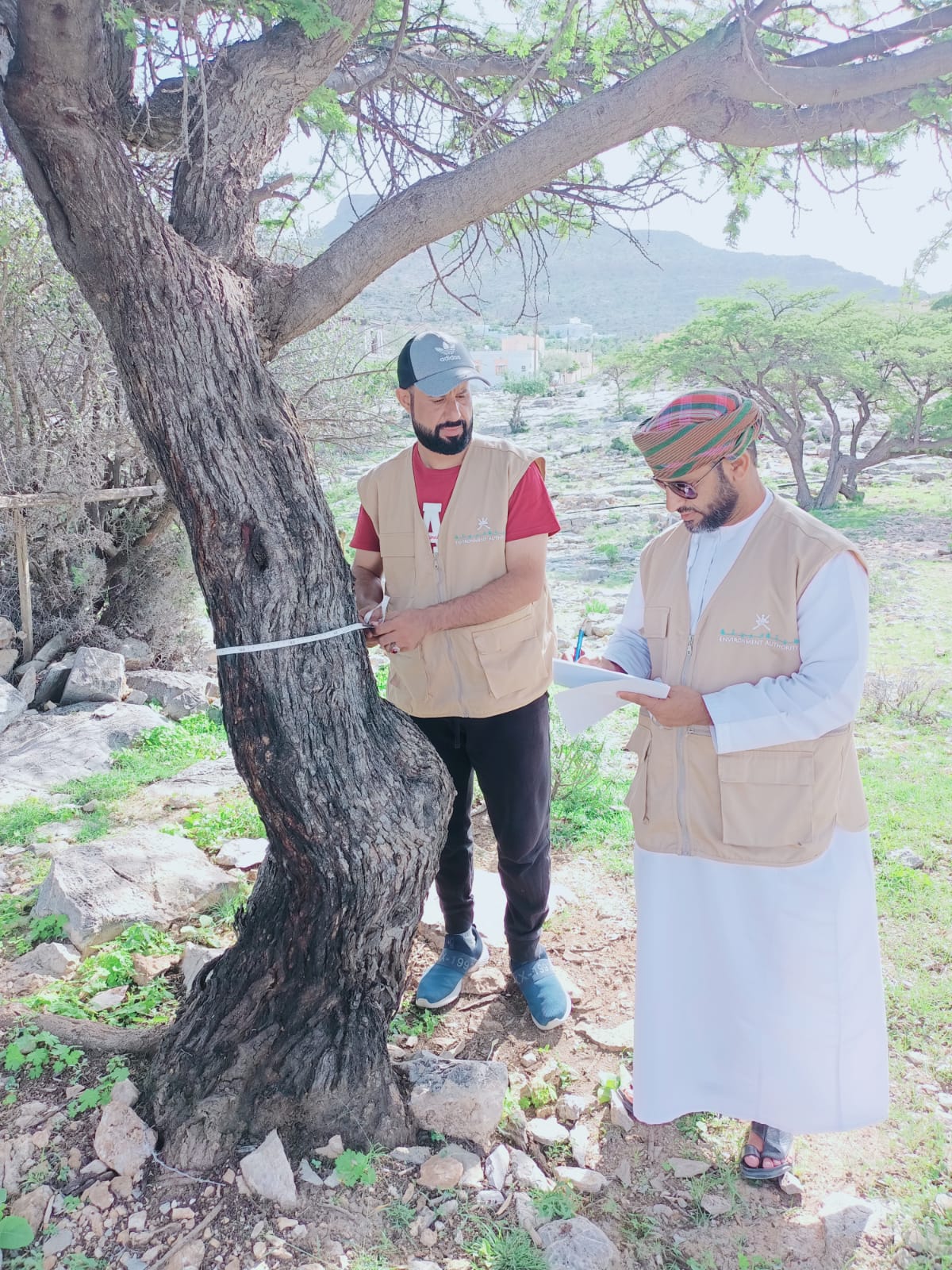 إدارة البيئة بمحافظة الداخلية تواصل حصر وتوثيق الأشجار البرية المُعمّرة بالمحافظة