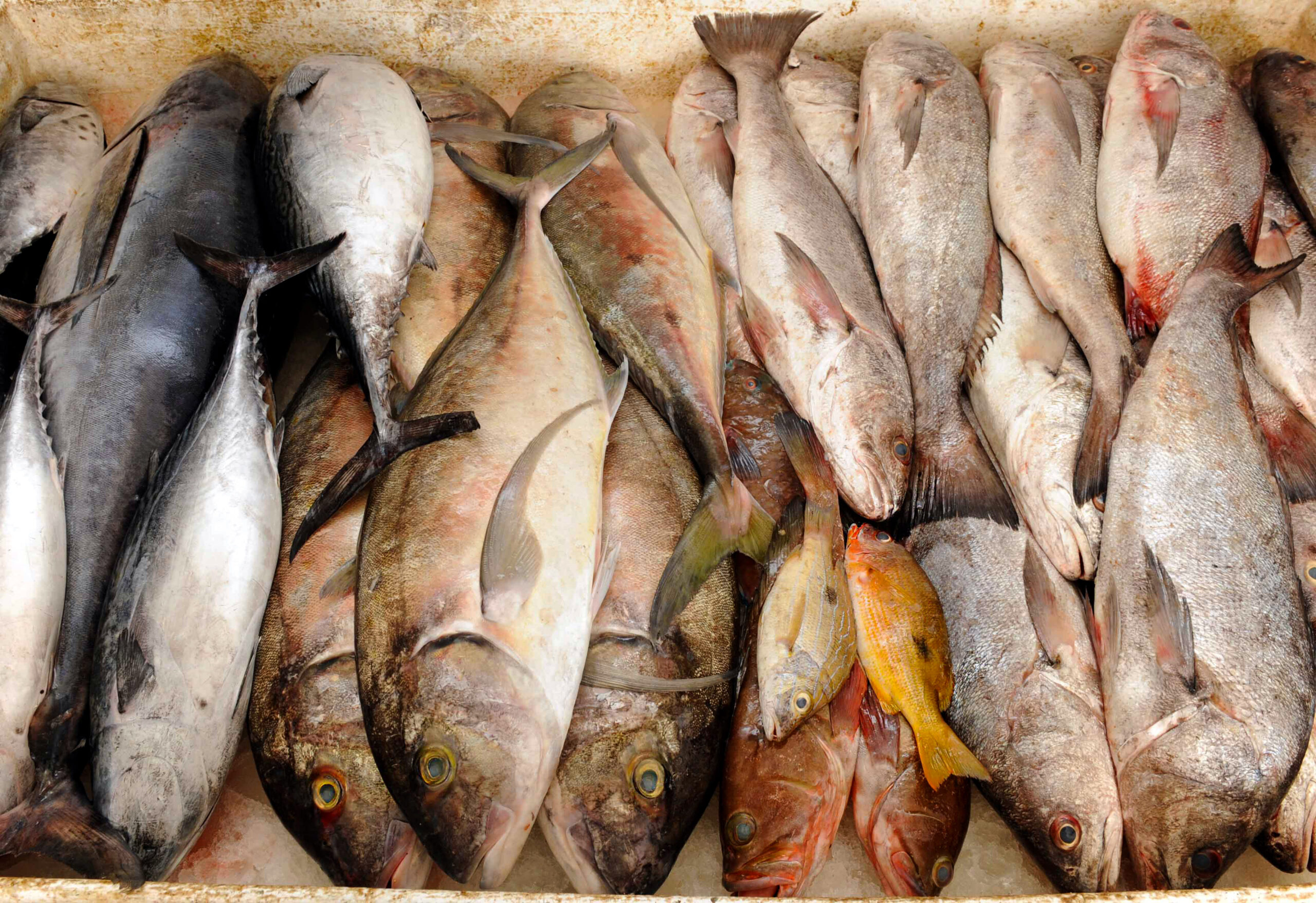 36 مليون ريال عماني قيمة إنتاج محافظة ظفار من الأسماك