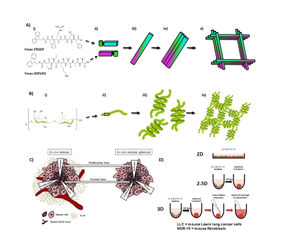 باحثةٌ عُمانيةٌ تنجح في تصنيع بيئة خلوية مخبرية ثلاثية الأبعاد تُحاكي البيئة الطبيعية للورم السرطاني