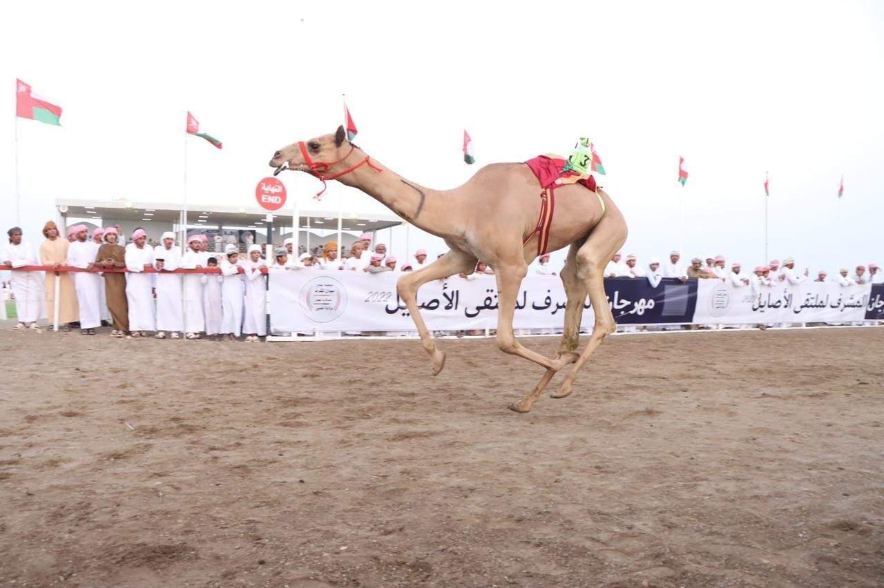 منافسةُ قوية يشهدها سباق الهجن بميدان المشرف بالمضيبي