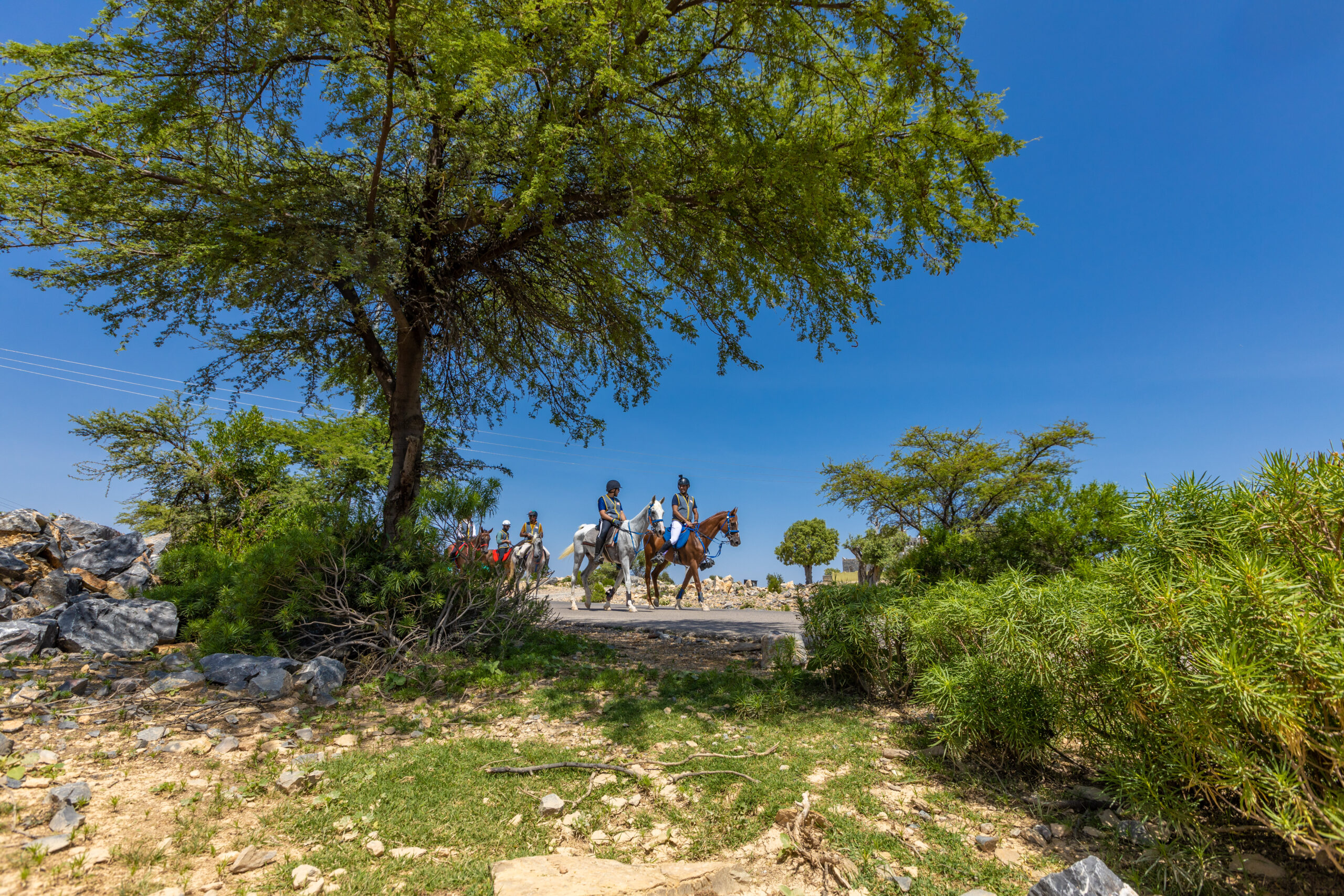 انطلاق فعاليات مهرجان الجبل الأخضر السياحي 5 6304ae5151334 scaled