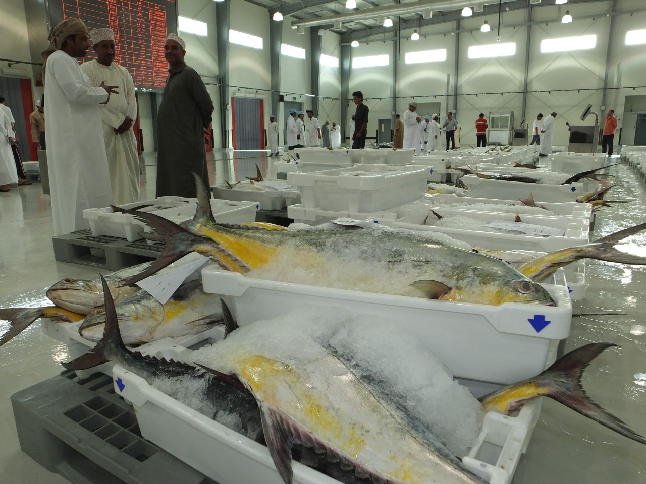 الصيد الحرفي في محافظة مسقط يحقق ارتفاعًا بنسبة 18 بالمائة