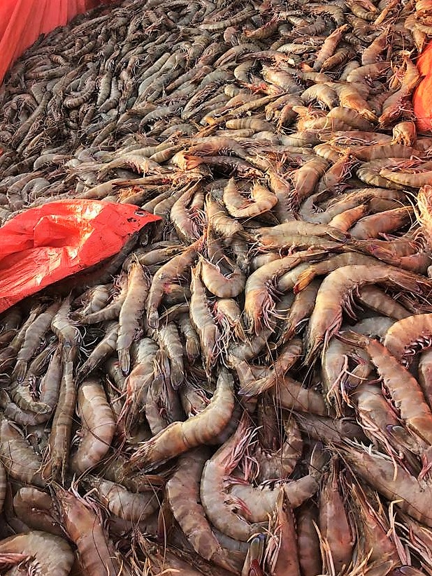 غدًا الخميس.. بدء موسم صيد الروبيان على طول سواحل سلطنة عُمان