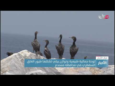 لوحة جمالية طبيعية وتوازن بيئي تشكلها طيور الغاق السقطري في محافظة مسندم