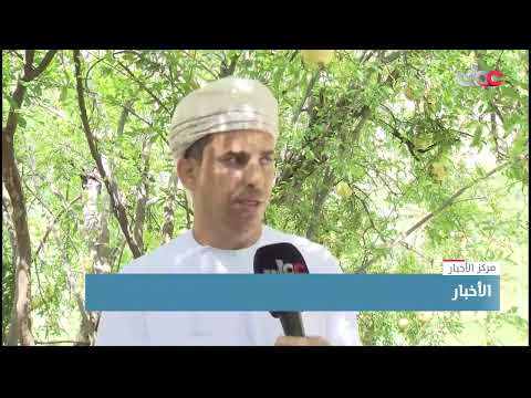 موسم قطاف الرمان في قرية وكان بولاية نخل