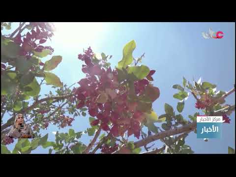 تراجع إنتاج الفستق الحلبي في سوريا إلى الربع بسبب تداعيات الحرب والحصار الاقتصادي وتغير المناخ