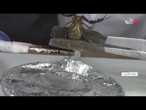 في مزرعة بتركيا.. استخلاص سم العقارب لبيعه بأثمان باهظة