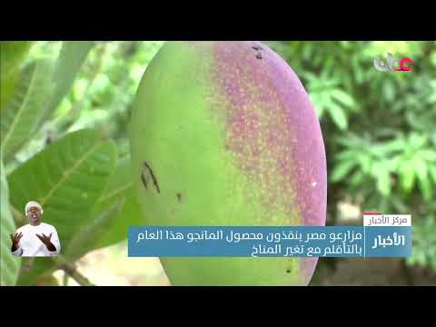 مزارعو مصر ينقذون محصول المانجو هذا العام بالتأقلم مع تغير المناخ