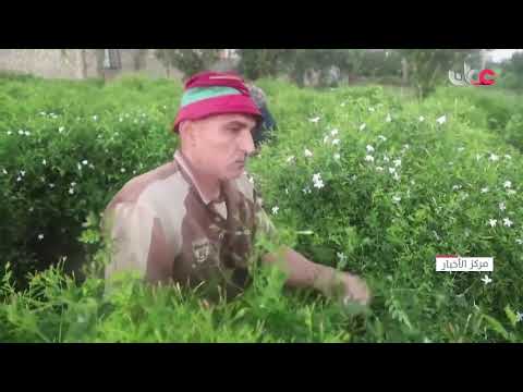 “شبرا بلولة” قرية مصرية برائحة العطر تتربع على عرش الياسمين في العالم.