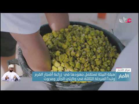 هيئة البيئة تستكمل جهودها في  زراعة أشجار القرم وتبدأ المرحلة الثالث في ولايتي الجازر ومحوت