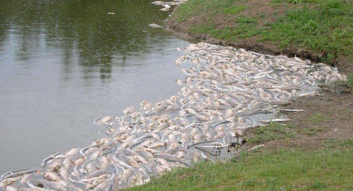 نفوق 11طنًّا من الأسماك في بحيرة فرنسية جرّاء الجفاف