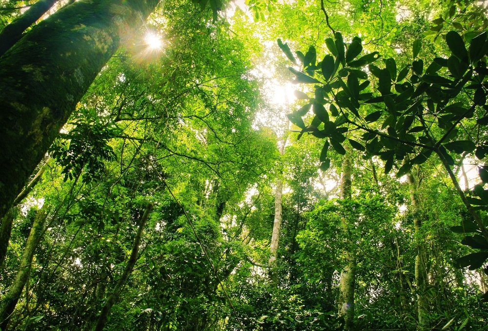 الرئيس الكولومبي يقترح إنشاء صندوق دولي لحماية الأمازون