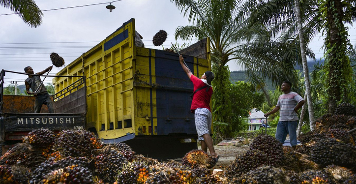 ارتفاع أسعار زيت النخيل بعد زيادة رسوم الصادرات في إندونيسيا