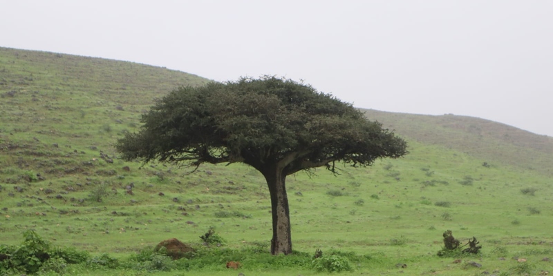 شجرة السير من الأشجار المعمرة والمهددة بالانقراض