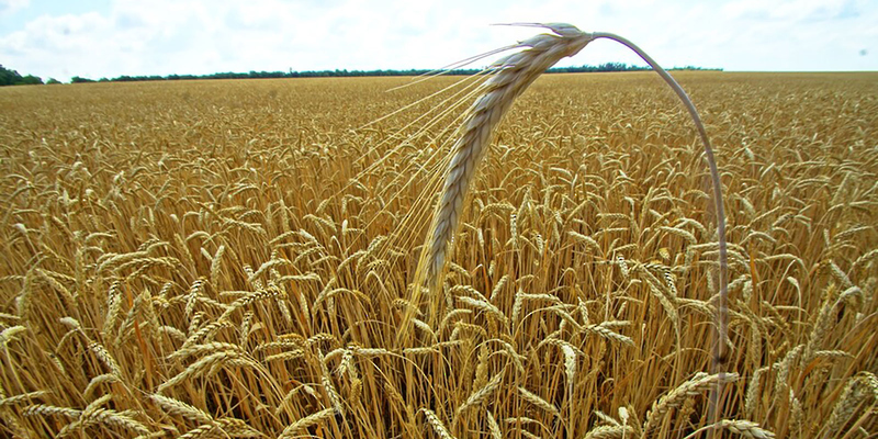 أسعار الحبوب تنخفض عن ذروتها بعد ستة أشهر من الحرب في أوكرانيا