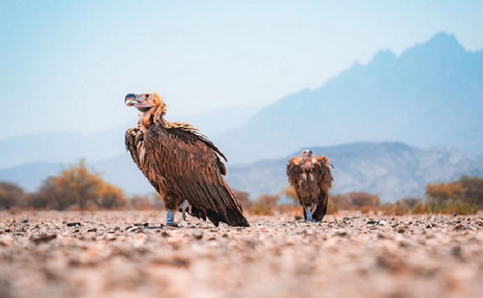 Oman takes vital measures to  save endangered vultures