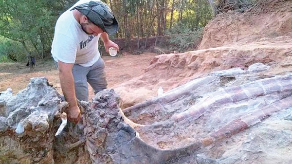 Skeleton of huge dinosaur unearthed in Portugal