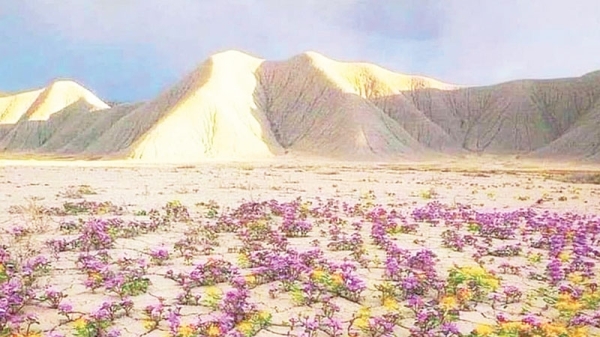 Chile’s flowering desert may bloom again after heavy rains