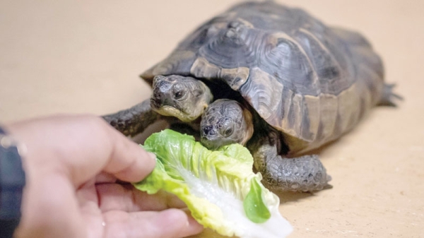 Longest surviving 2-headed tortoise
