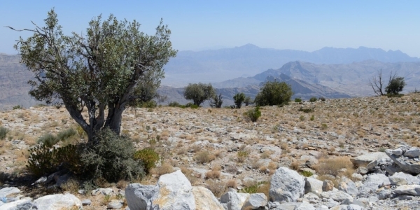 Oman to mark International Day of Clean Air