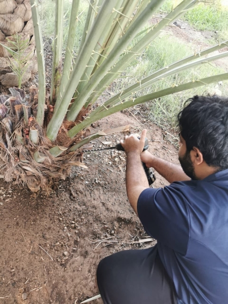 Ministry ramps up drive against red palm weevil menace