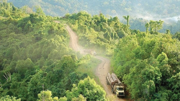 Scientists fight to protect DR Congo rainforest as threats increase