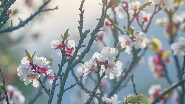 Exceptional Season of the Apricots