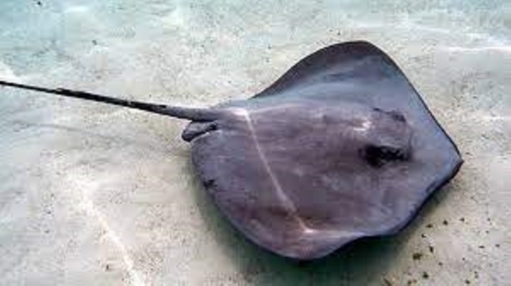 مشروع دراسة مصائد أسماك الطباق يساهم في تنميتها وتطويرها