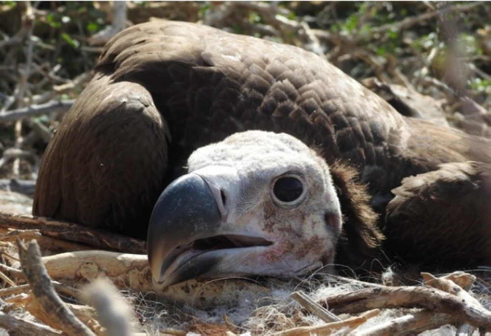 مسح 89 موقعا في 7 محافظات لمراقبة نسـور مهددة بالانقراض
