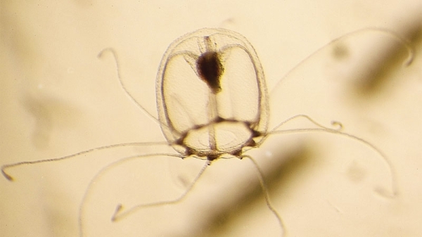 This Jellyfish Can Live Forever, Its Genes May Tell Us How
