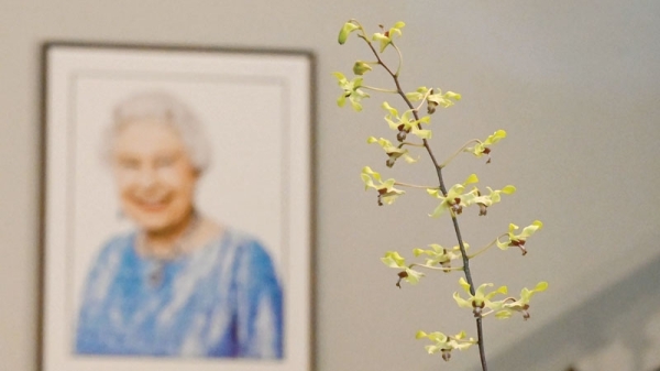 The ‘majestic’ Singapore orchid named in honour of Queen Elizabeth