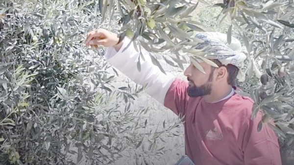 An interactive affair with Al Jabal Al Akhdhar’s olive trees