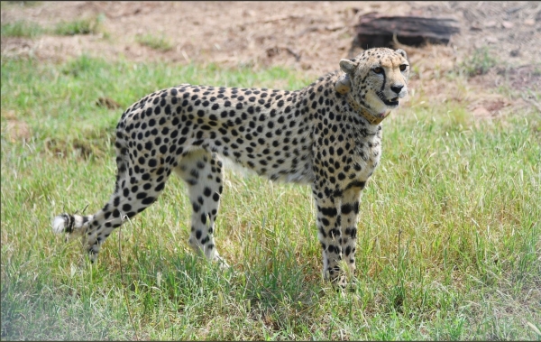 India welcomes back cheetahs, 70 years after local extinction