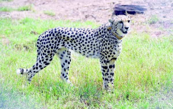 Cheetahs return to India after 70-year absence