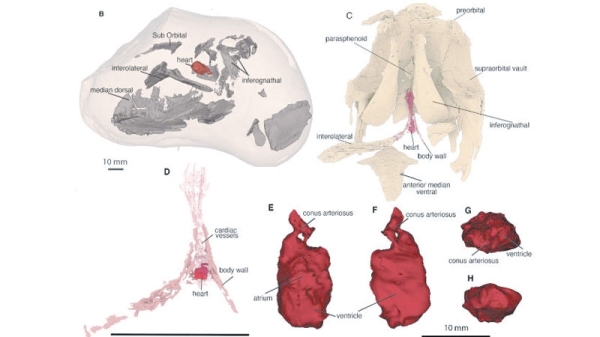 380m-year-old ‘beautifully preserved’ fish heart is oldest ever found