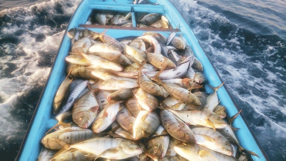 7.6  مليون ريال إيرادات «الأسماك العمانية» بالنصف الأول