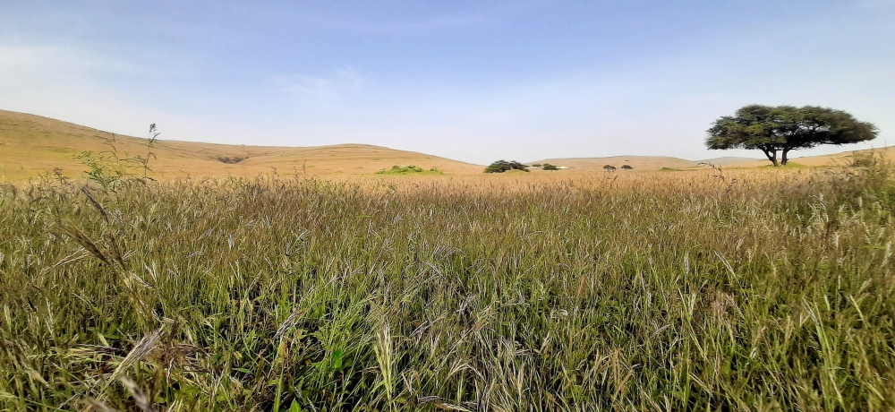 الخريف ينتهي اليوم ويبدأ «الصرب» فصلا آخر من جماليات مواسم ظفار